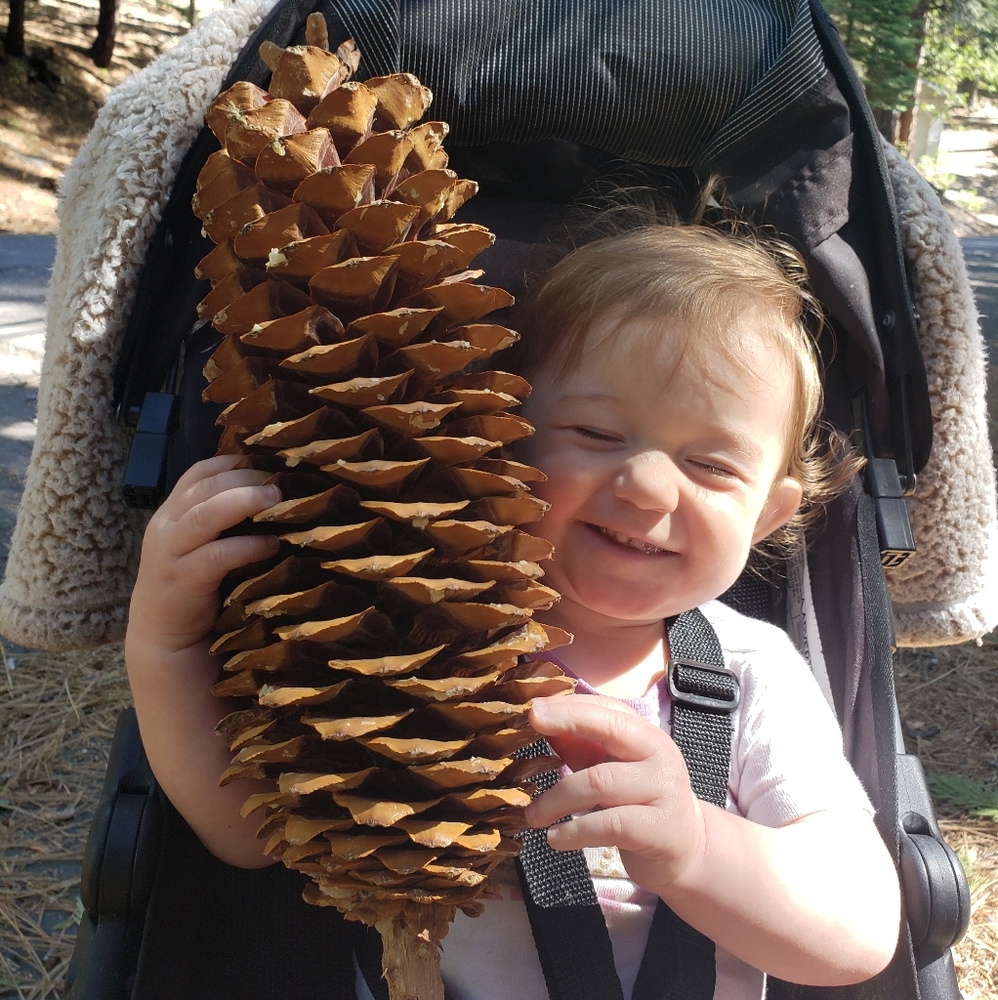 Giant Pine Cones Organic (not treated) - Picture 2 of 9